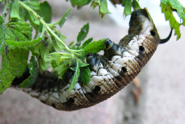 Agrius convolvuli